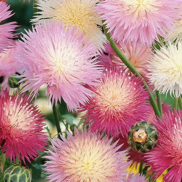 Hovedbilde Centaurea moschata Imperialis Mix. Kornblomst - ...