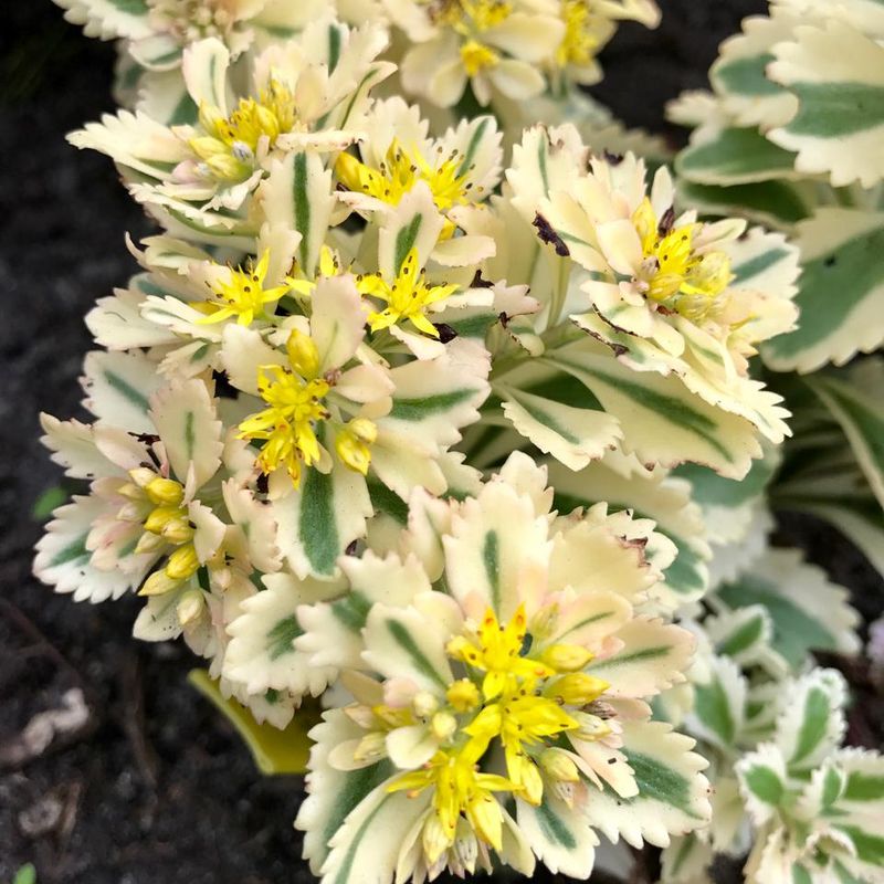 Sedum Atlantis. Oktoberbergknapp. 1 rot
