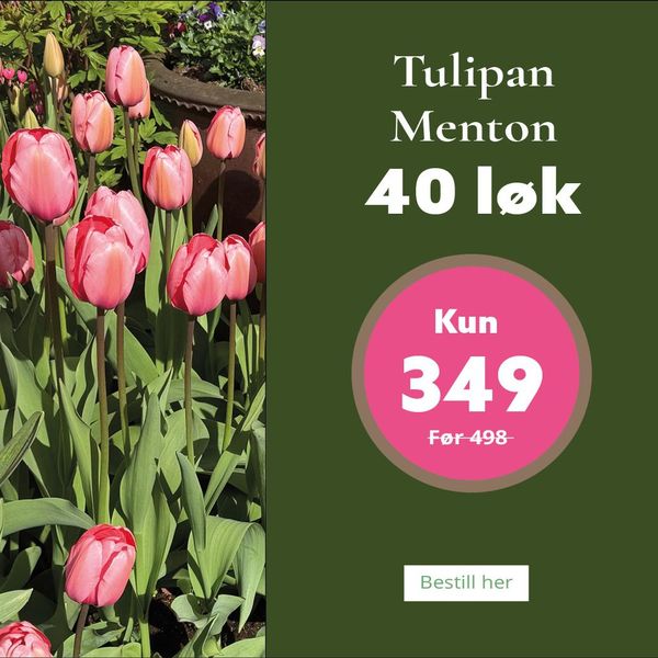 Hovedbilde Tulipan Menton - 40 løk