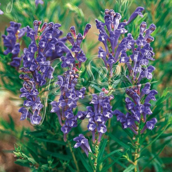 Hovedbilde Scutellaria baicalensis Oriental Blue. ...