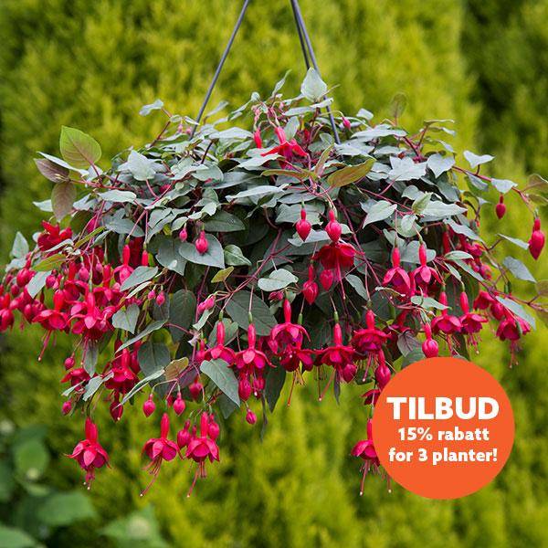 Bilde av Fuksia Marinka - 1 plante