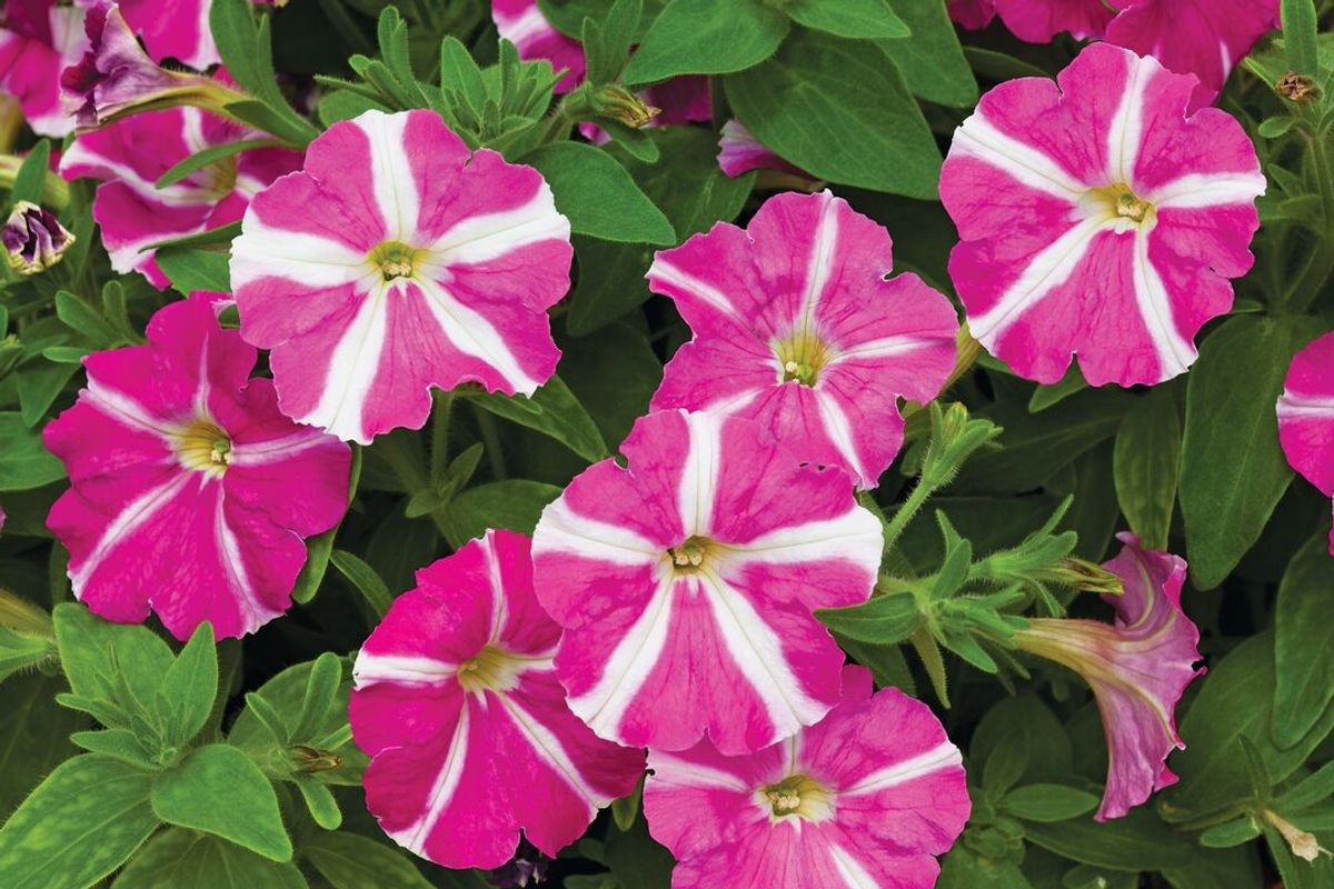Petunia Picobella Rose Star F1 -Frø-