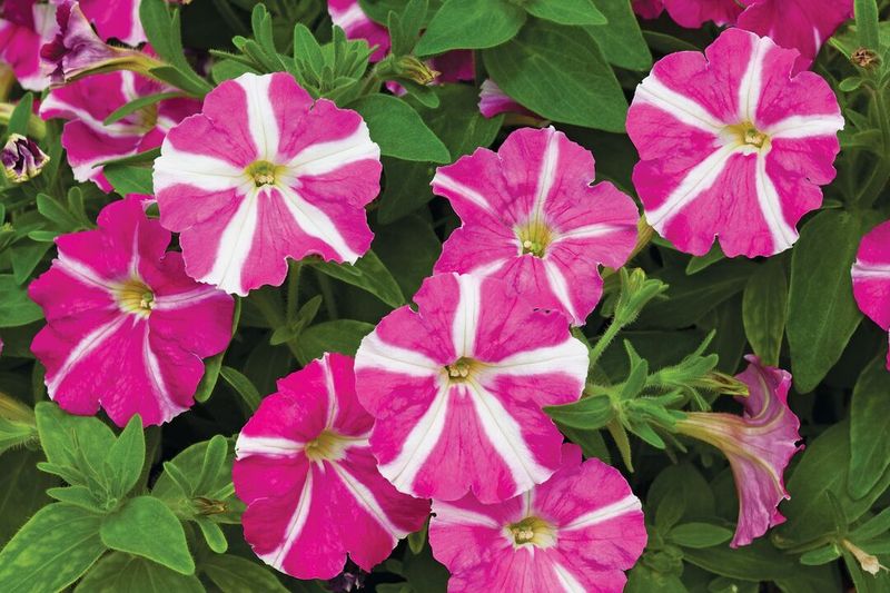 Petunia Picobella Rose Star F1 -Frø-