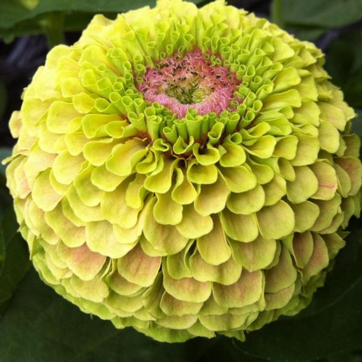 Zinnia elegans Queen Lime Blotch -Frø-