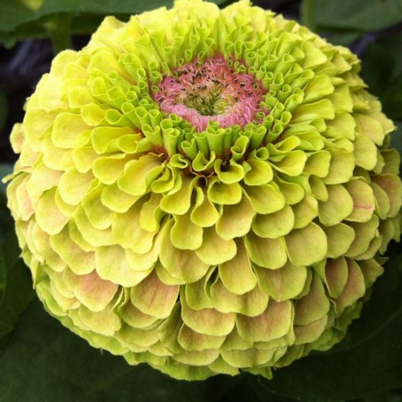 Zinnia elegans Queen Lime Blotch -Frø-