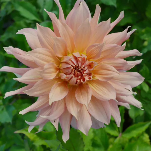 Hovedbilde Dahlia Fairway Spur - 1 knoll 