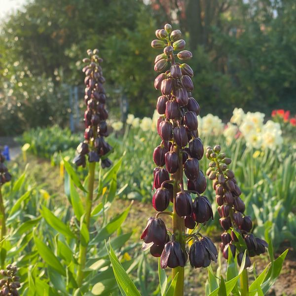 Hovedbilde Fritillaria Purple Dynamite. Keiserkrone - 1 løk