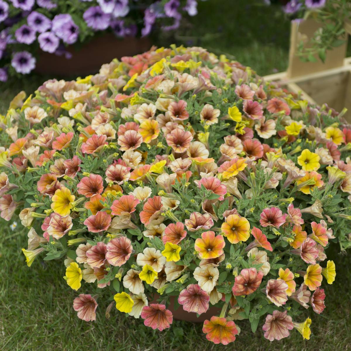 Petunia Cascadia Indian Summer i 10,5 cm potte.