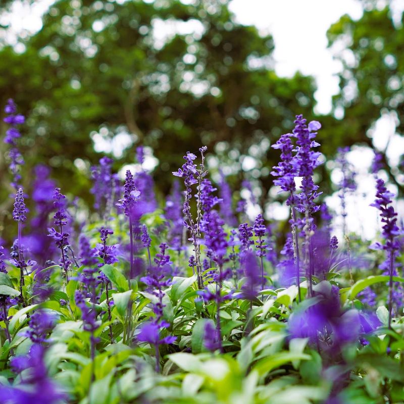 Salvia faninacea Victoria -Frø- Ullsalvie