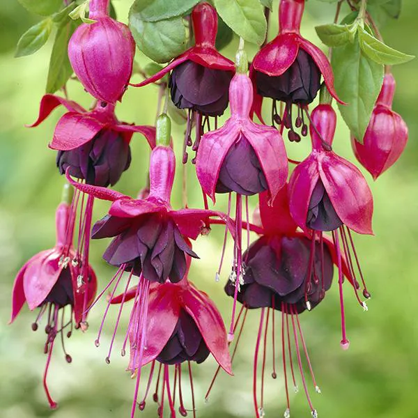 Hovedbilde Fuksia Millenium. 1 plante i 9 cm potte.