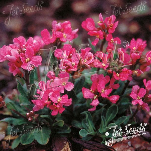 Hovedbilde Arabis b. Red Sensation -Frø- Skrinneblomst