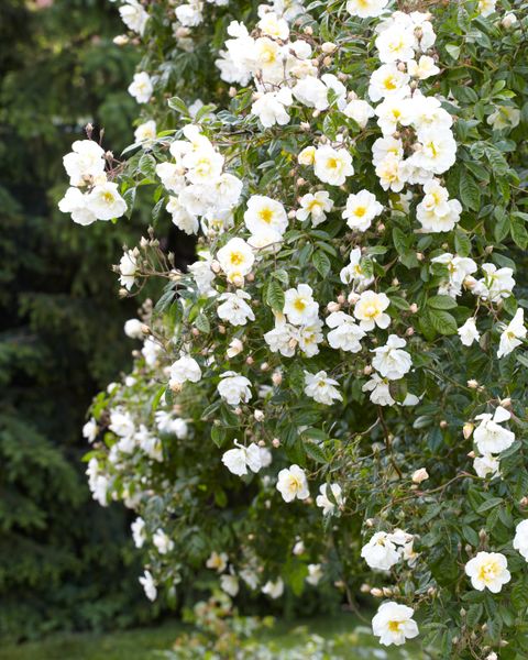 Hovedbilde Rose Lykkefund. Klatrerose