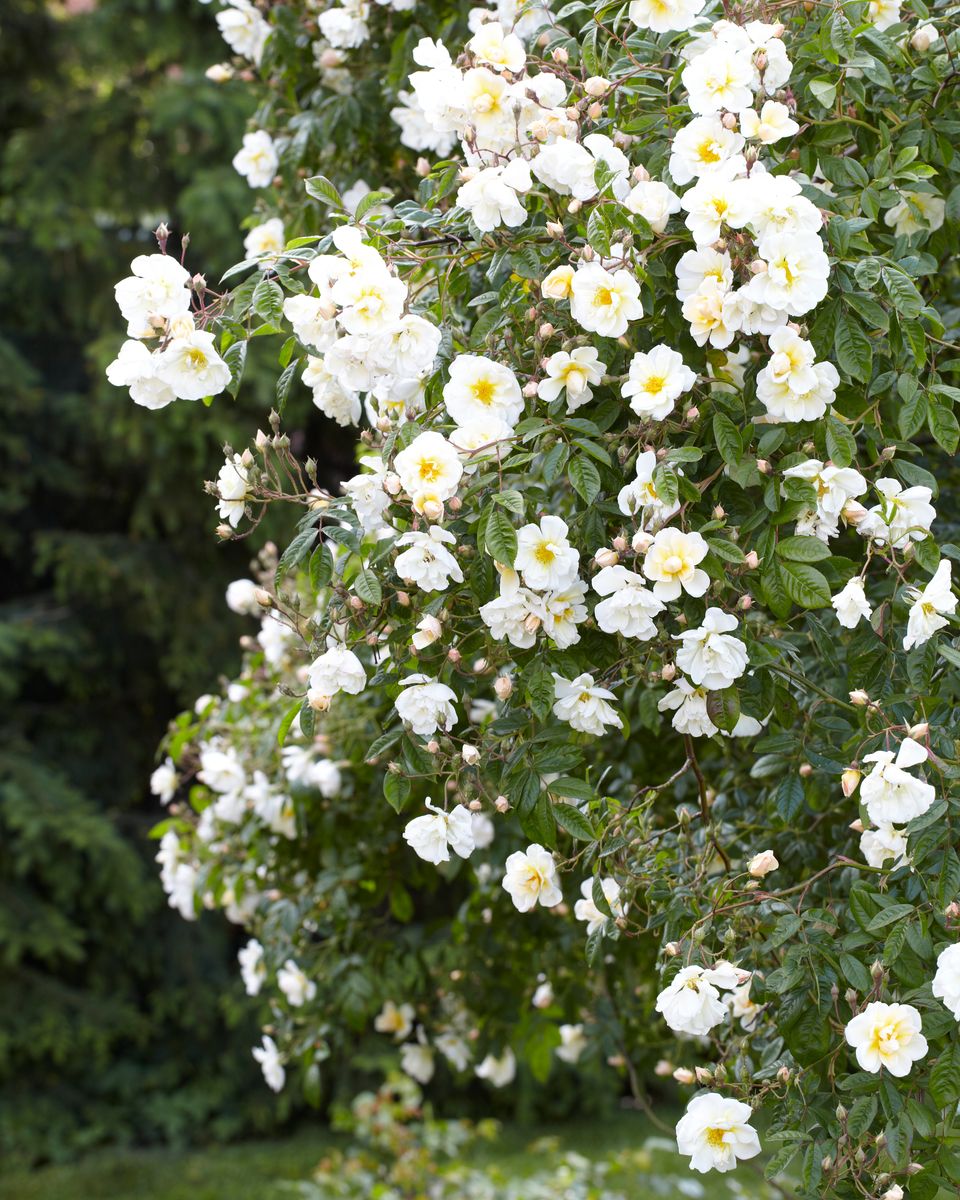 Rose Lykkefund. Klatrerose