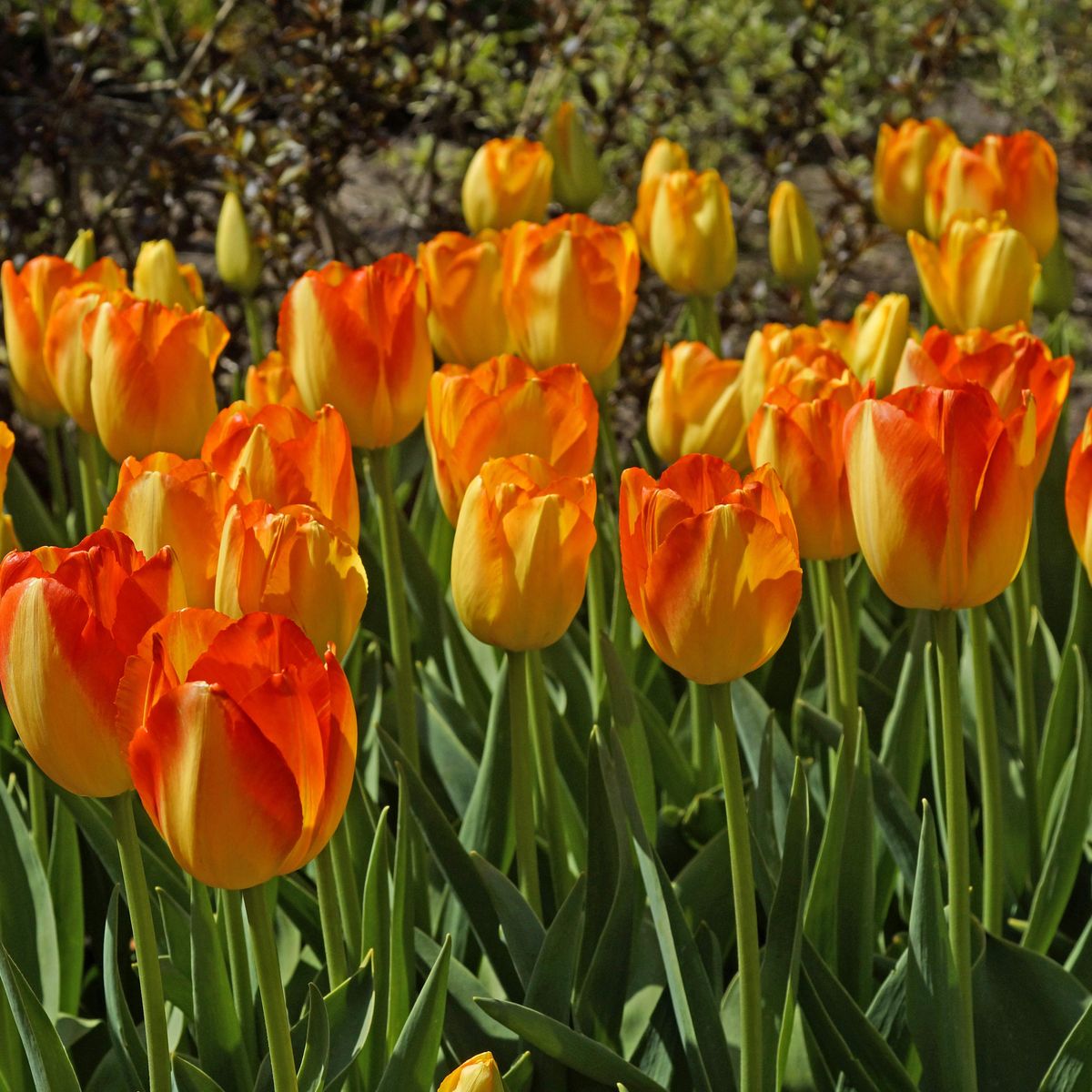Tulipan Prinz Armin - 6 løk