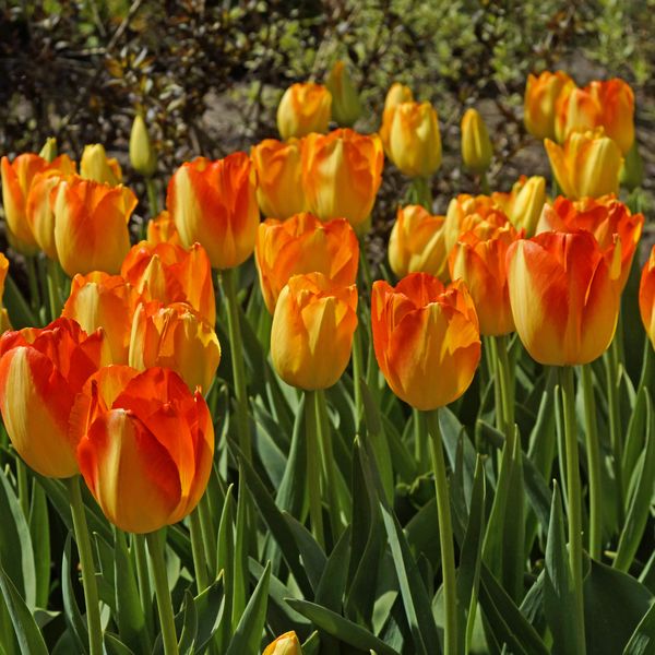 Hovedbilde Tulipan Prinz Armin - 6 løk