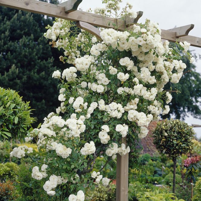 Hovedbilde Rose Alaska. Klatrerose