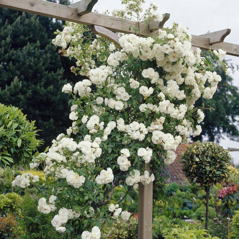 Rose Alaska. Klatrerose