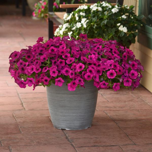 Hovedbilde Petunia pendula Wave Purple Classic F1 -Frø-