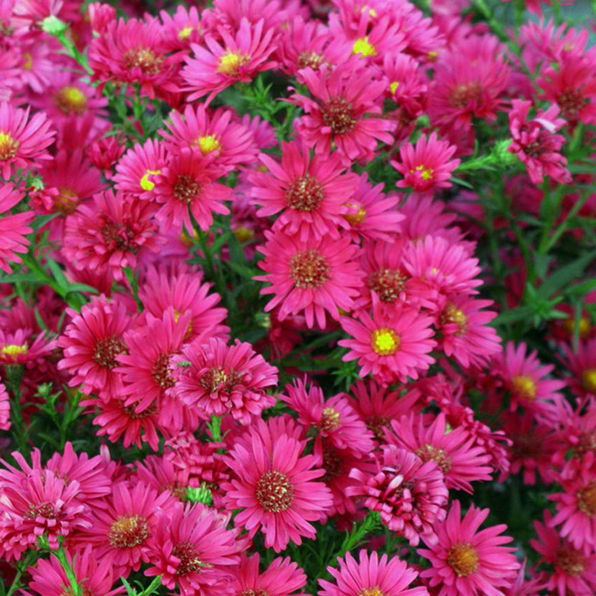 Aster novi-belgii Royal Ruby. Asters - 1 rot