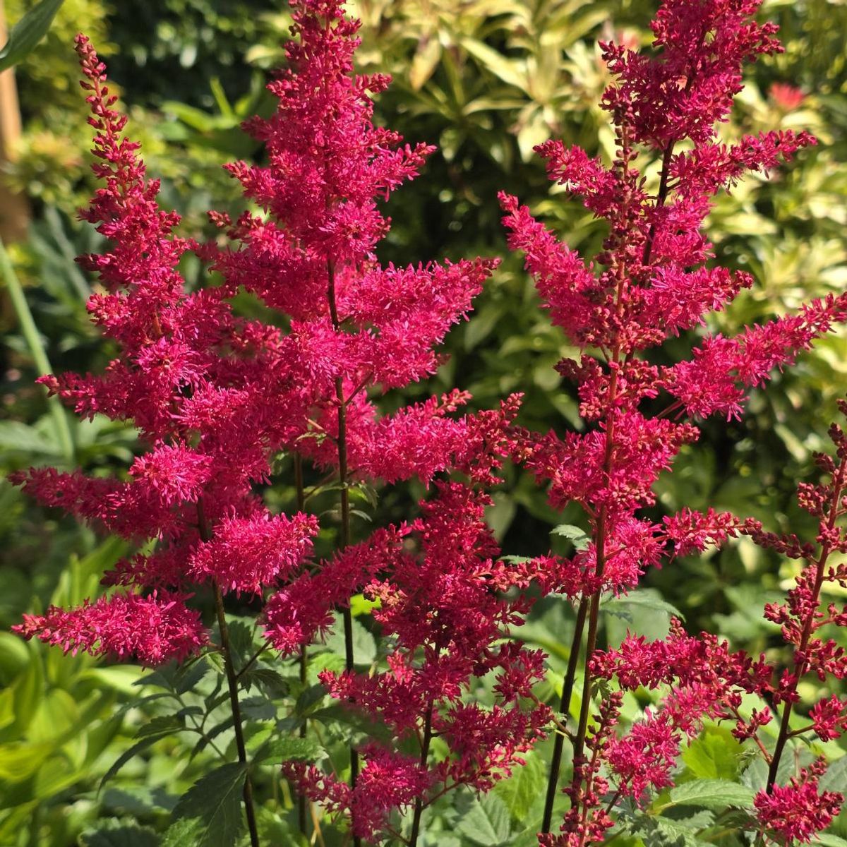 Astilbe Red Drumset  - 1 rot