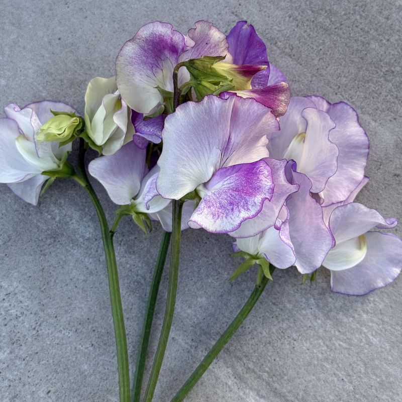 Lathyrus odoratus Spencer Pulsar. Blomsterert - Frø -