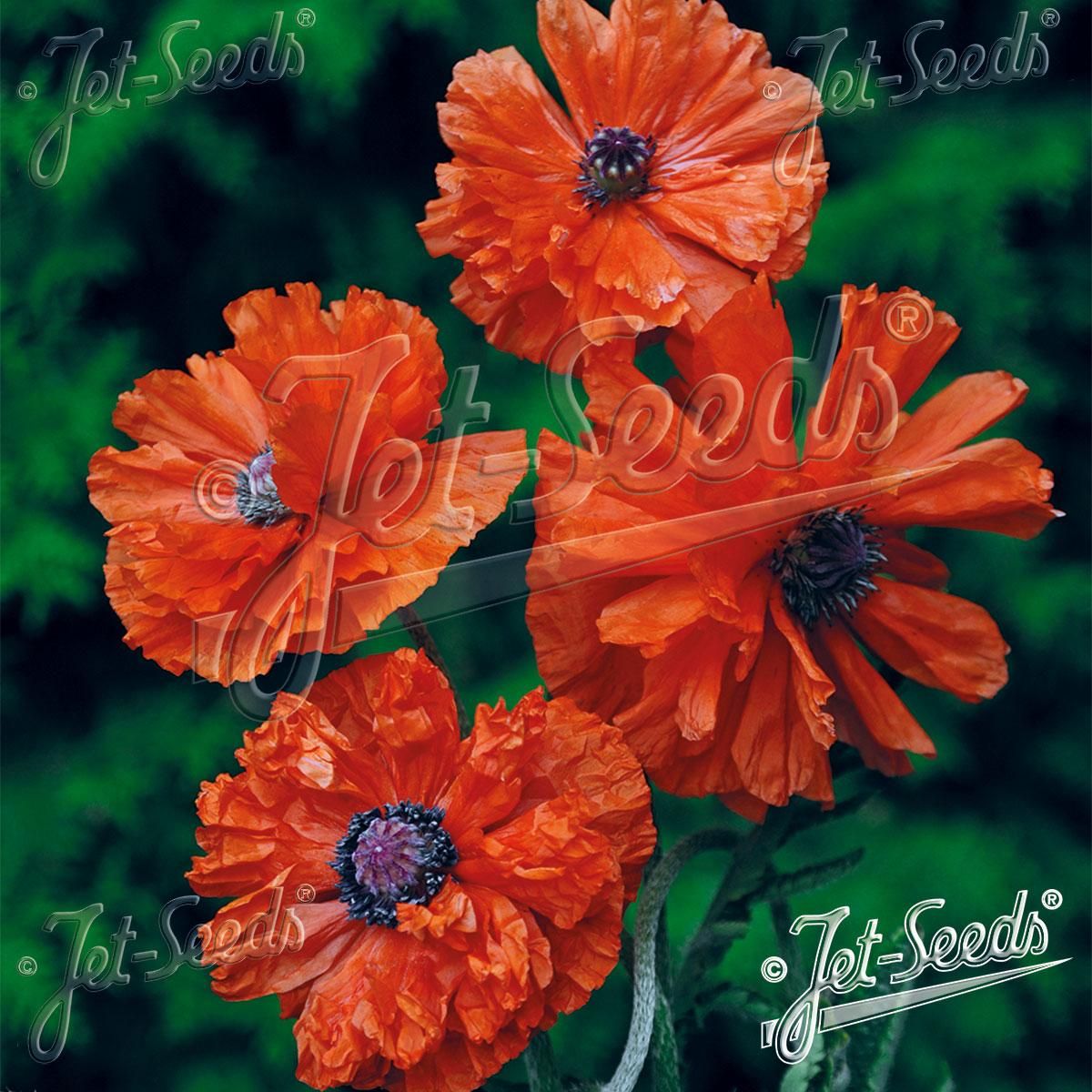 Papaver orientale plena May Queen -Frø- Orientvalmue