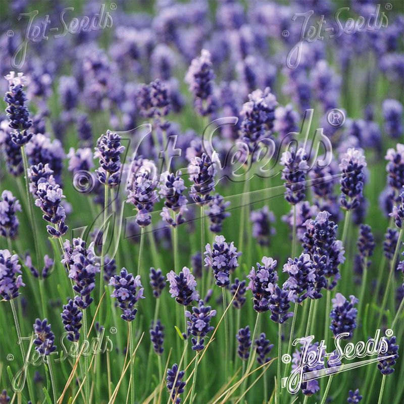 Lavandula angustifolia Hidcote Superior -Frø- Lavendel