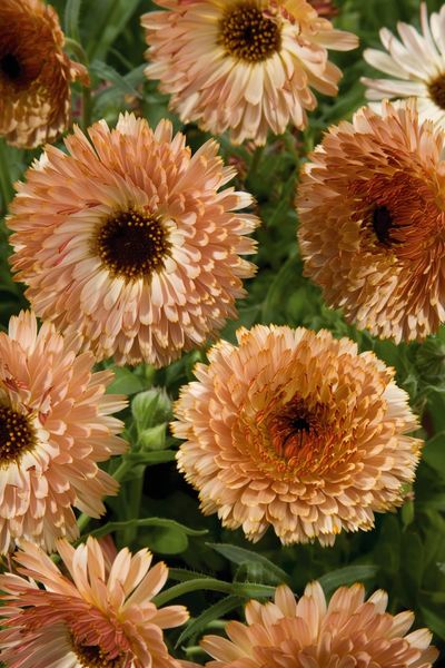 Hovedbilde Calendula officinalis Touch of Red Apricot. ...