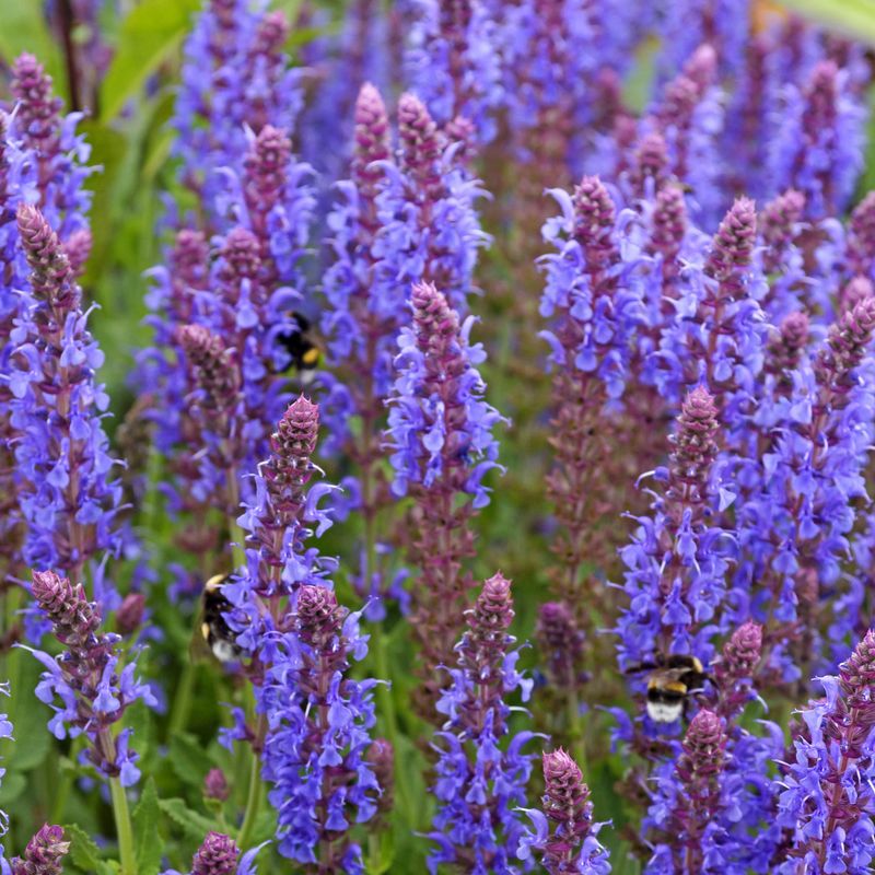 Salvia nemorosa May Night. Salvie - 1 rot 