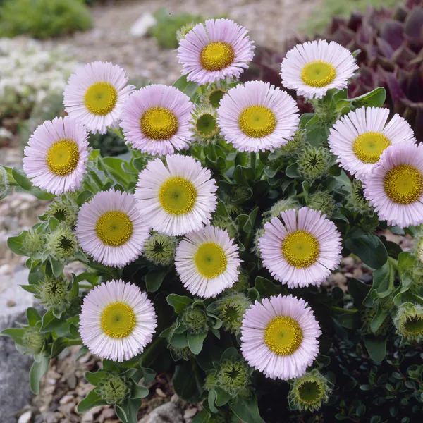 Hovedbilde Erigeron glaucus Beachboy Blue. Bakkestjerne - ...