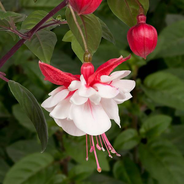Bilde av FUKSIA Swingtime - 1 plante