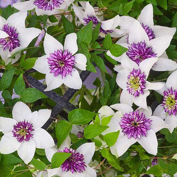 Bilde av Terrasseklematis Bicolor - 1 plante