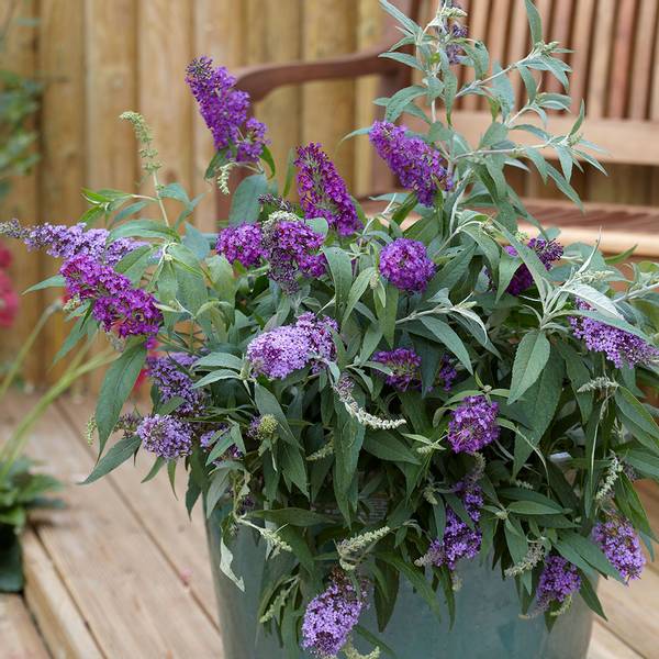 Bilde av BUDDLEJA Dreaming Purple. Sommerfuglbusk - 1