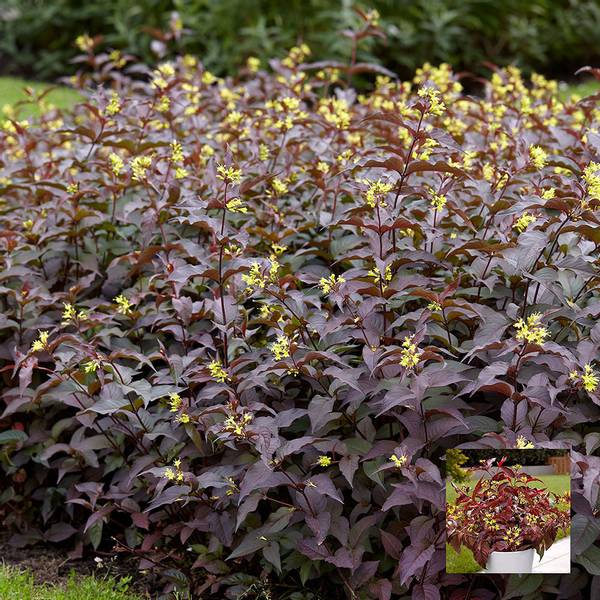 Bilde av DIERVILLA rivularis Troja Black - 1 plante