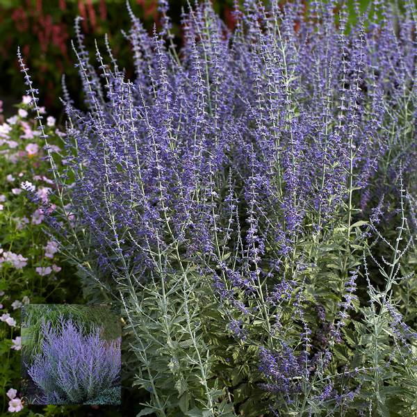 Bilde av PEROVSKIA atriplicifolia Silvery Blue. Blåbusk -