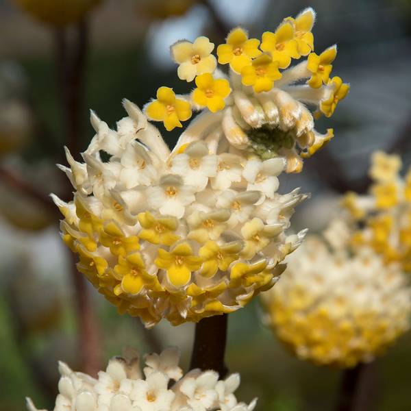Bilde av EDGEWORTHIA chrysanta grandiflora. Papirbusk - 1