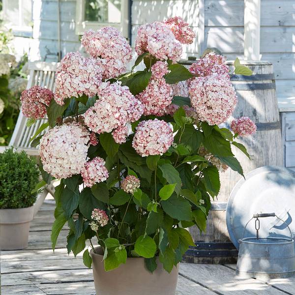 Bilde av HYDRANGEA aborescens Candybelle Bubblegum.