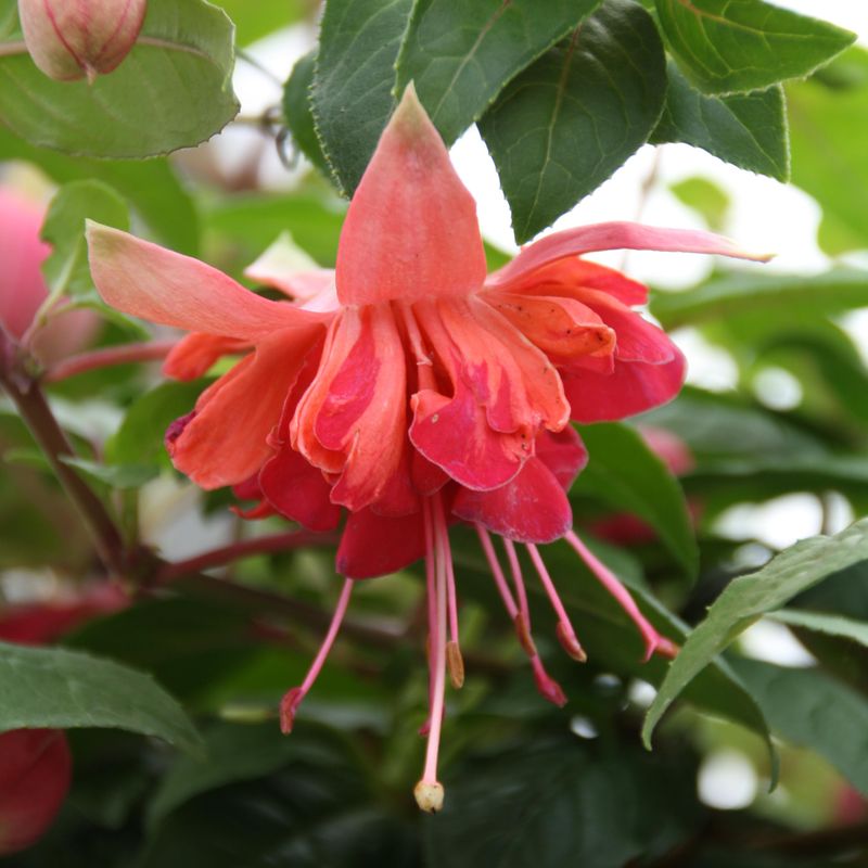 Fuksia Bicentenntial. 1 plante i 9 cm potte.