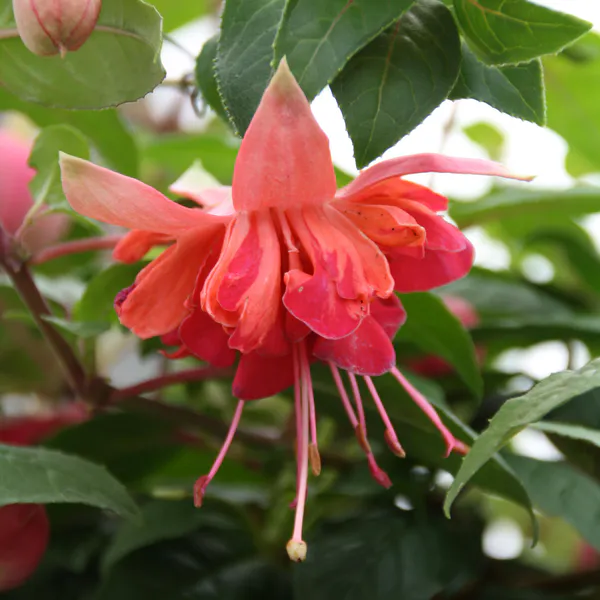 Hovedbilde Fuksia Bicentenntial. 1 plante i 9 cm potte.