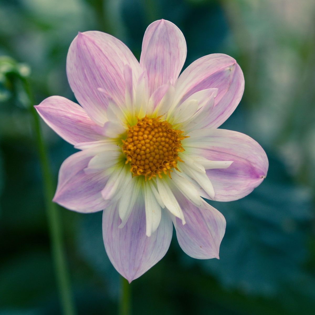 Dahlia Teesbrook Audrey - 1 knoll 