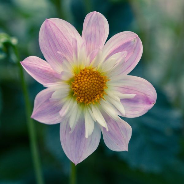 Hovedbilde Dahlia Teesbrook Audrey - 1 knoll 