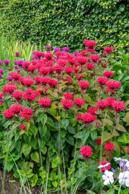 Hovedbilde Monarda Bee Happy. Hestemynte - 1 rot 