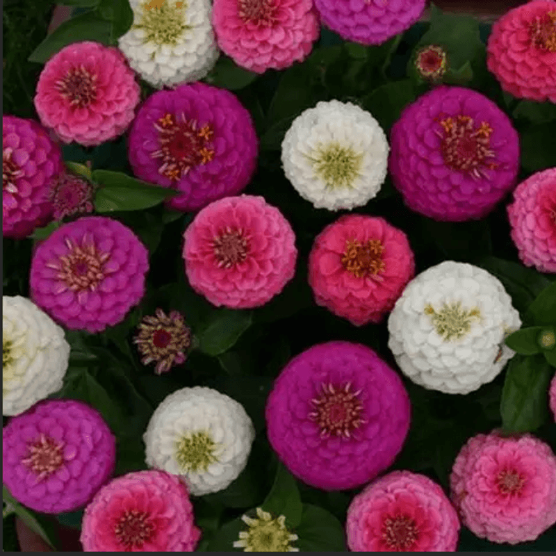 Zinnia elegans Edwardian -Frø-