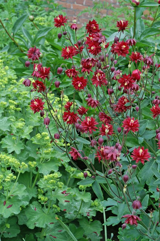 Aquilegia vulgaris Ruby Port. Akeleie - 1 rot 