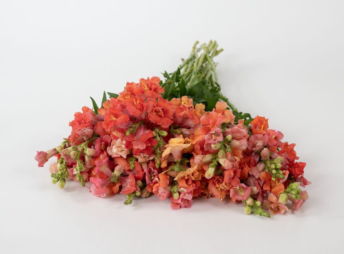 Antirrhinum majus Madame Butterfly Bronze. Løvemunn -Frø-