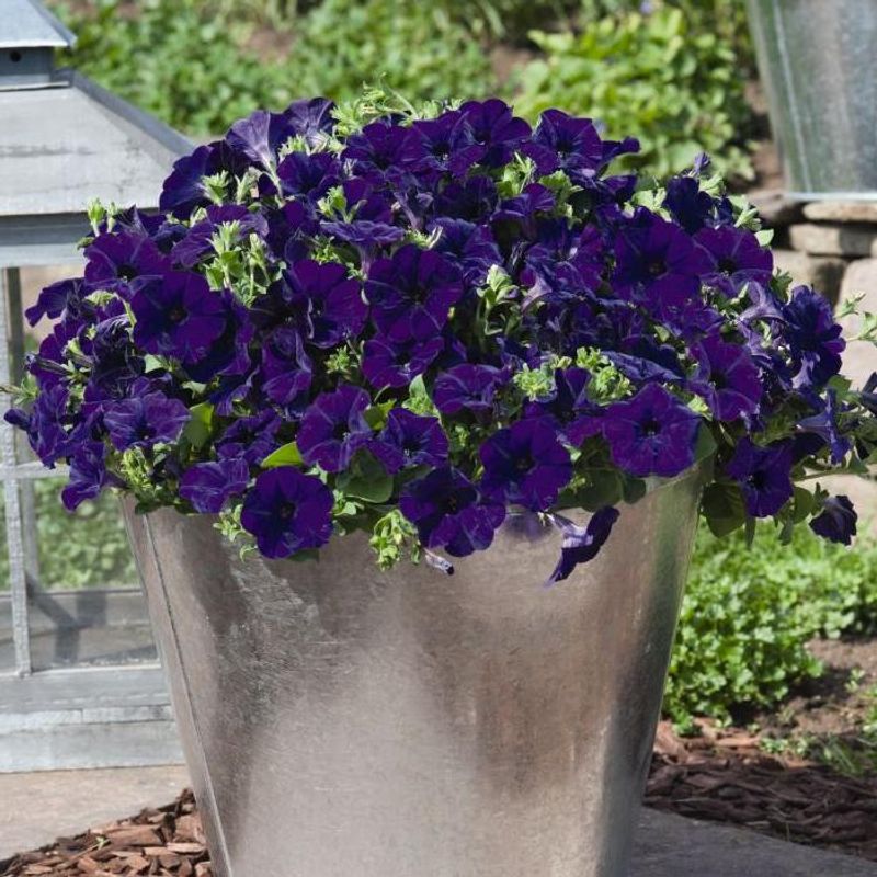 Petunia Success  Blue  F1  -Frø- 