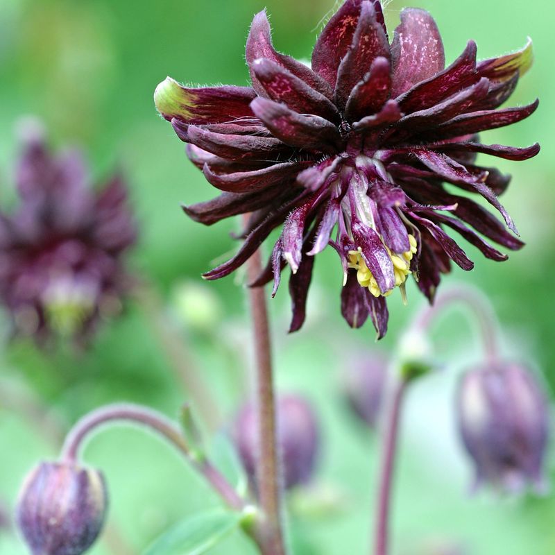 Aquilegia vulgaris Black Barlow. Akeleie - 1 rot