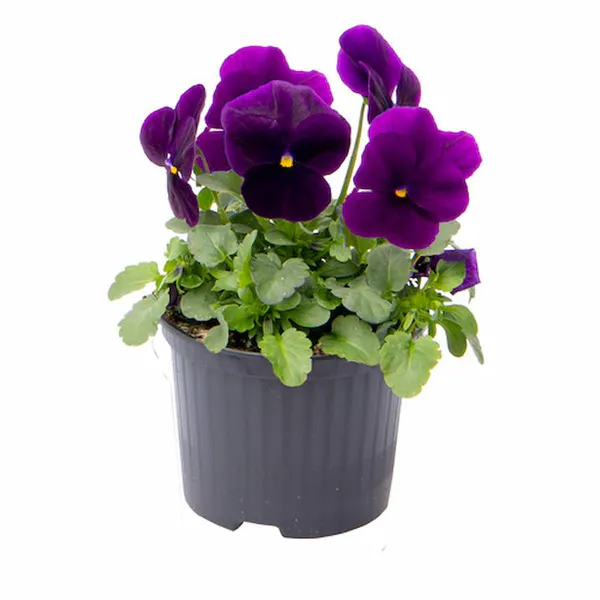Hovedbilde Viola cornuta Admire Purple - Frø - 