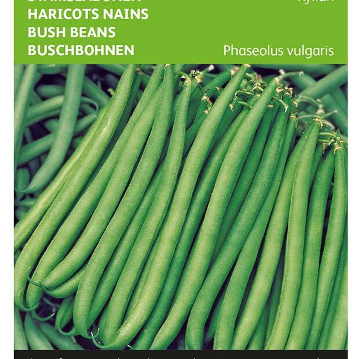 Bønner, aspargesbønne Kylian -Frø-