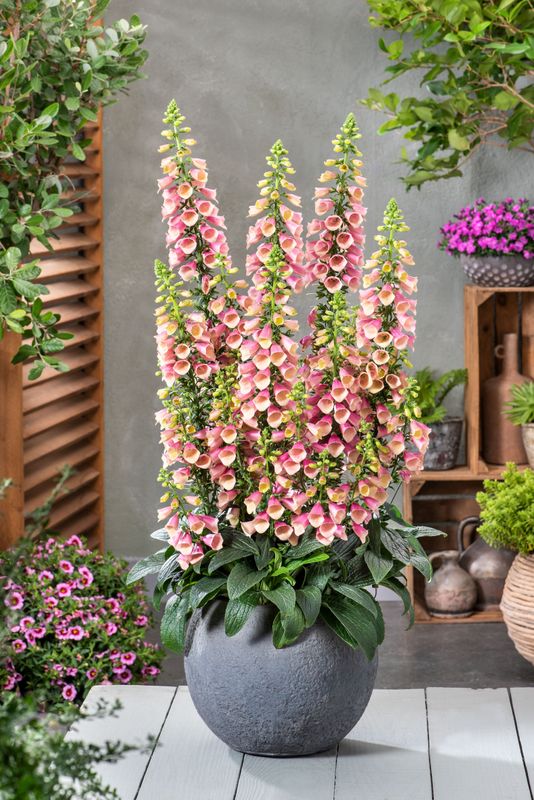 Digitalis Arctic Fox. Revebjelle  1 plante i 10,5 cm potte
